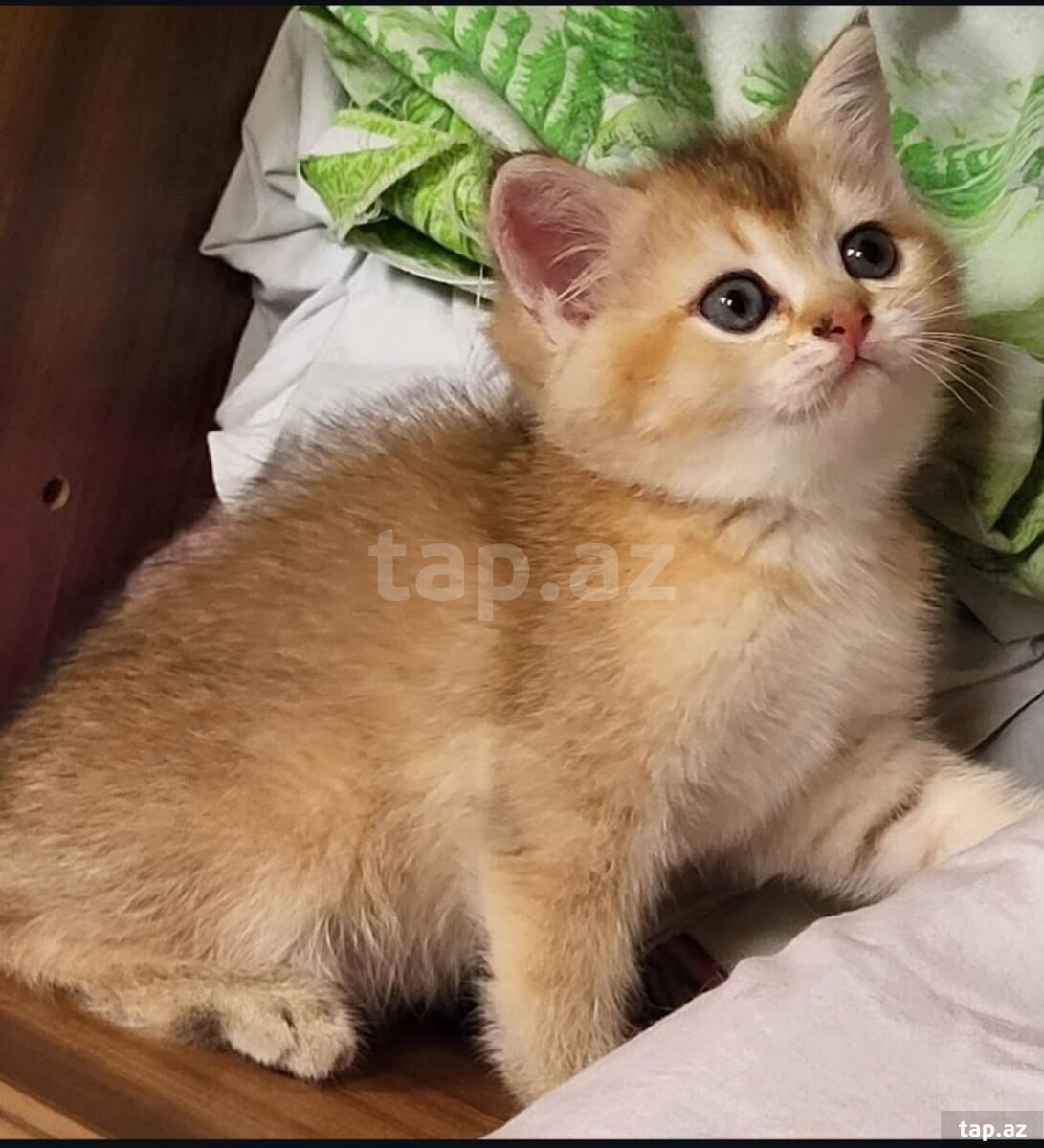 Котята шиншилла  (24)