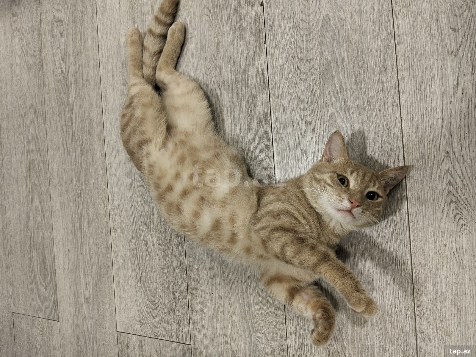 Услуги по присмотру за кошками
