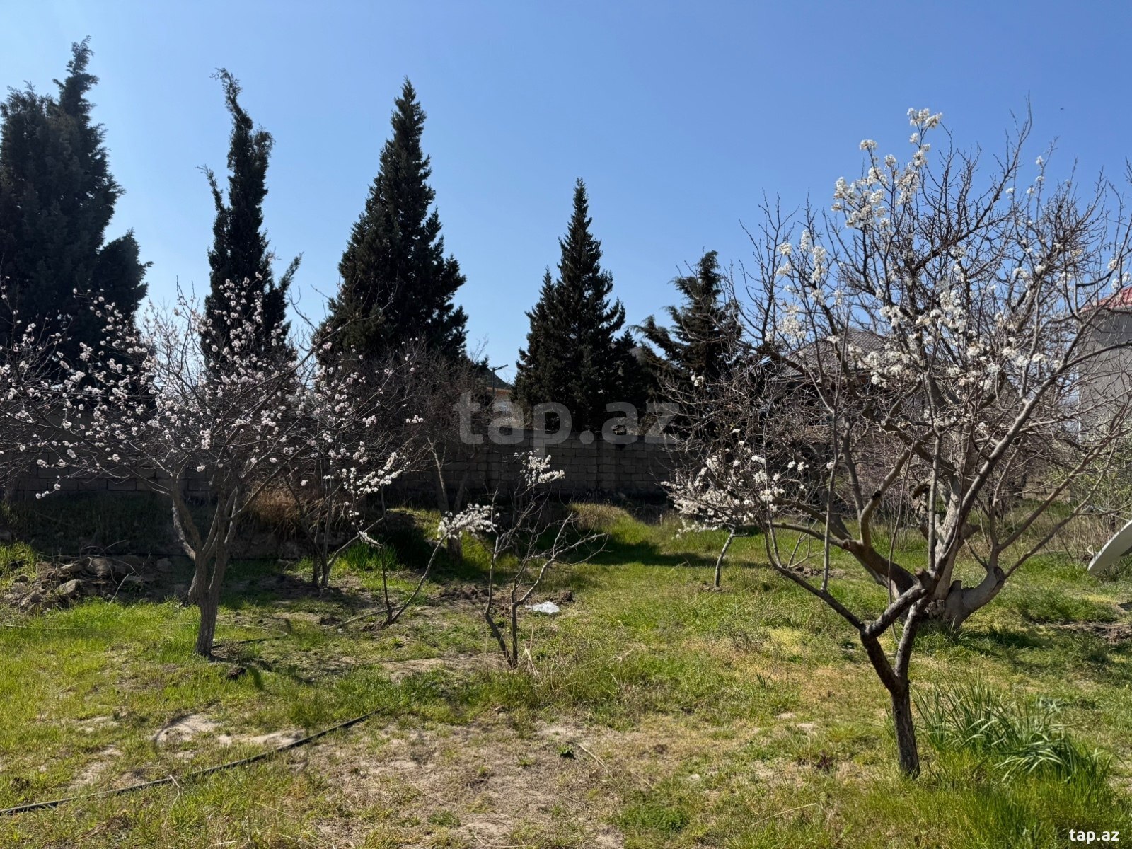 Torpaq satılır, Corat, Sumqayıt