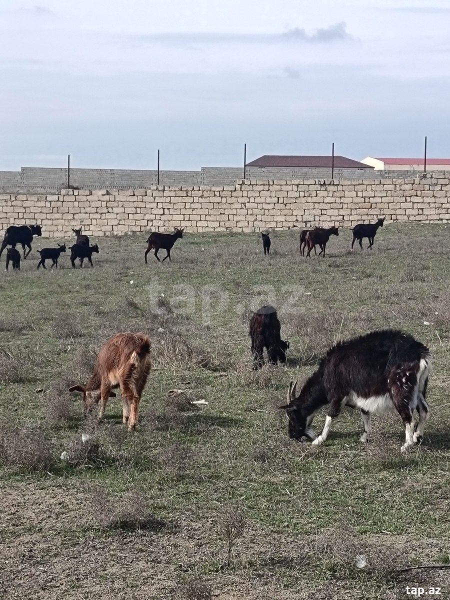 Obyekt, Masazır qəs. (2)