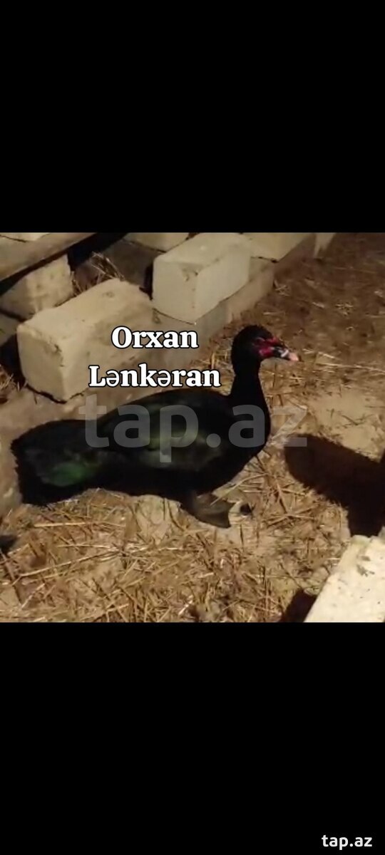 Amerikan sortu lal ördək