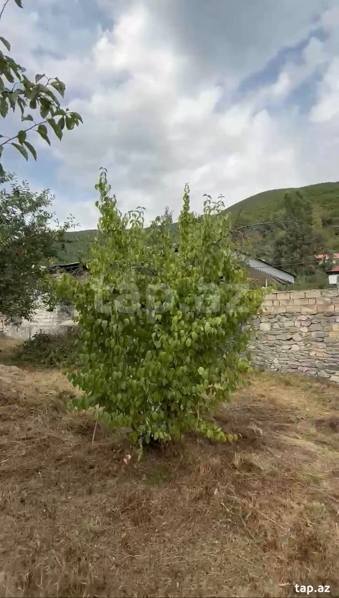 4 sot torpaq sahəsi, Şəki r.