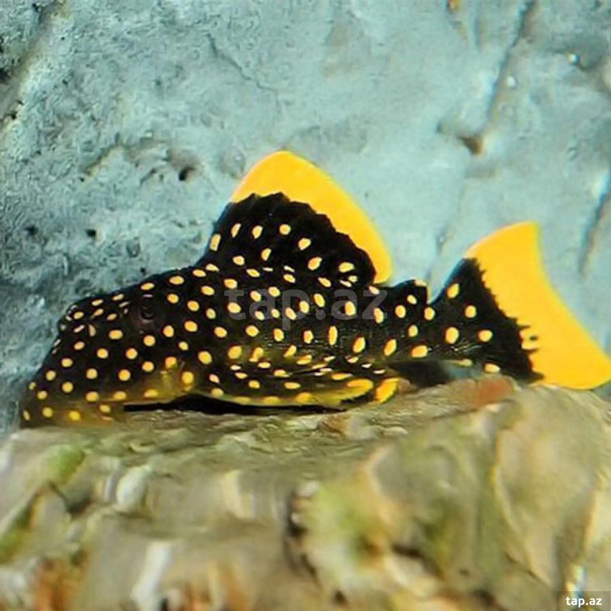 L177 baryancistrus balığı (6)