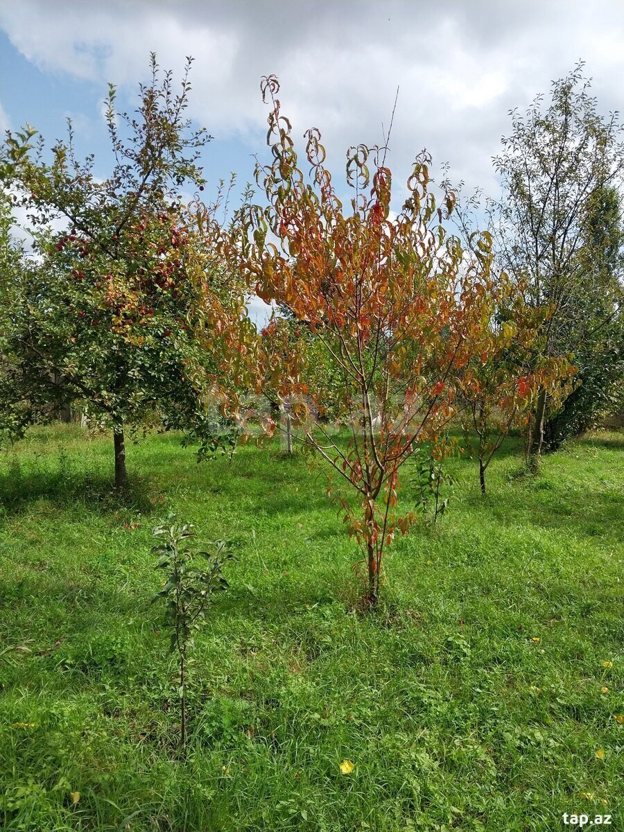 Həyət evi, Xudat ş.