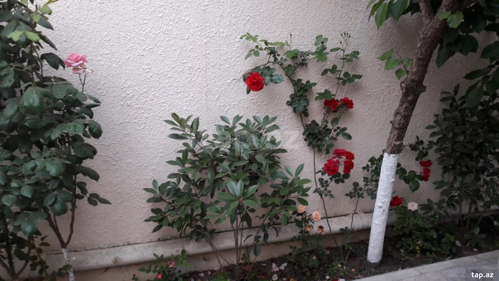 Həyət evi kirayə verilir, Suraxanı r. (3)