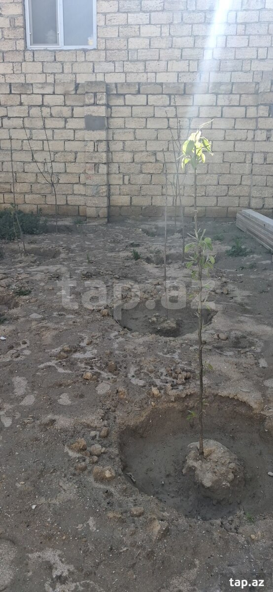 Həyət evi, Saray qəs. (26)