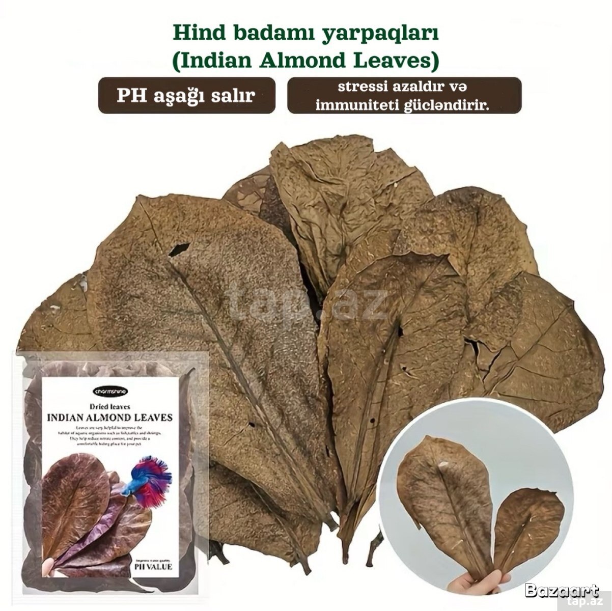 Hind badamı yarpaqları