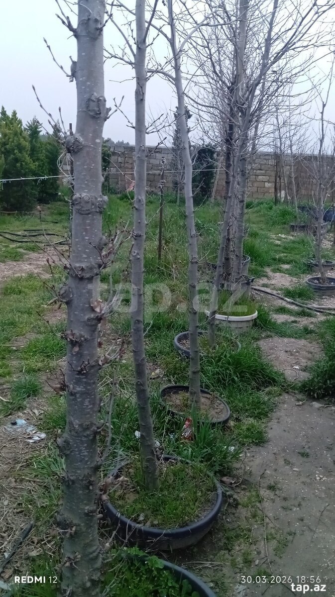 Dekorativ ağaclar (2)