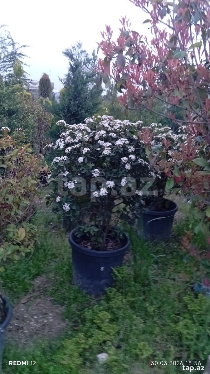 Dekorativ ağaclar (4)