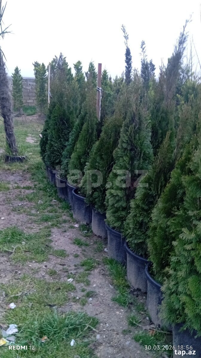 Dekorativ ağaclar (10)