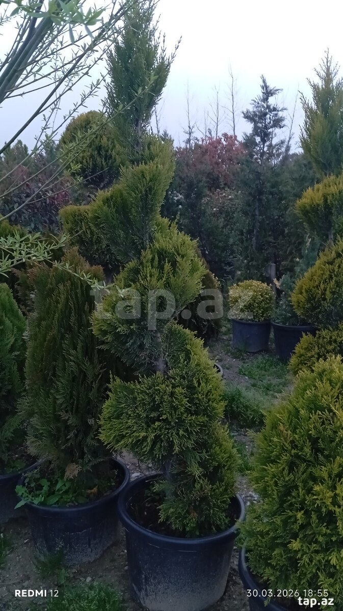 Dekorativ ağaclar (11)