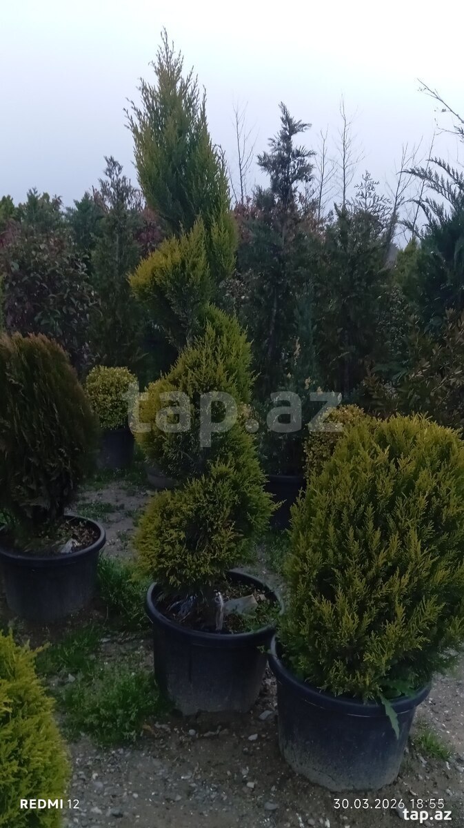 Dekorativ ağaclar (12)