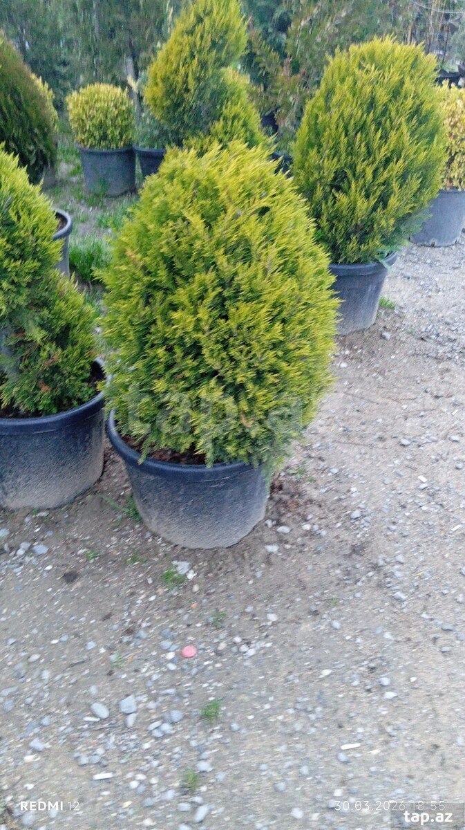 Dekorativ ağaclar (14)