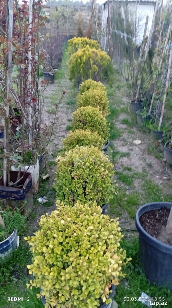 Dekorativ ağaclar (15)