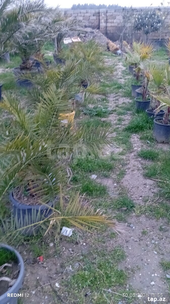 Dekorativ ağaclar (17)