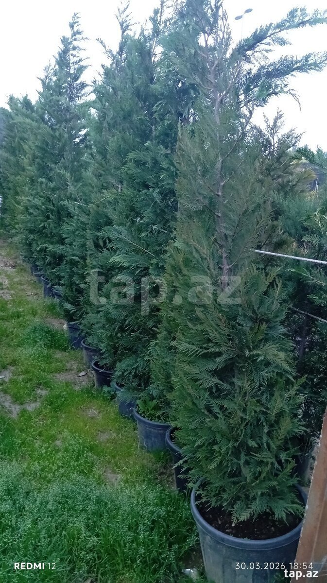 Dekorativ ağaclar (22)
