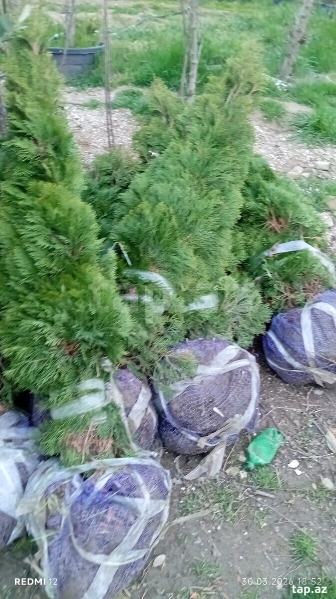 Dekorativ ağaclar (24)