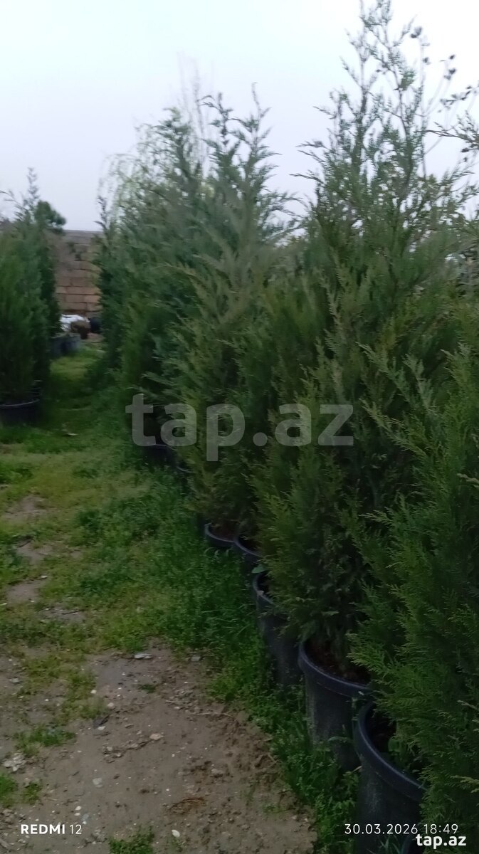 Dekorativ ağaclar (29)