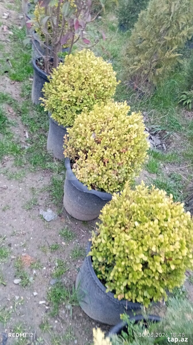 Dekorativ ağaclar (32)