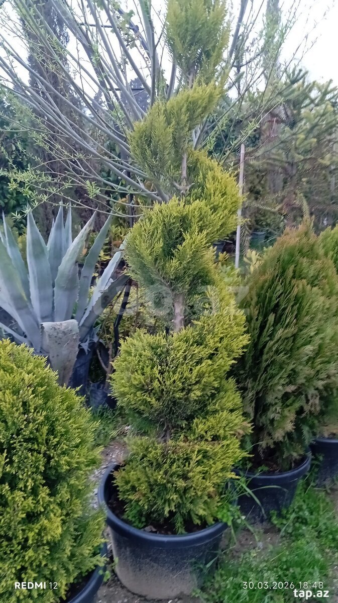 Dekorativ ağaclar (33)