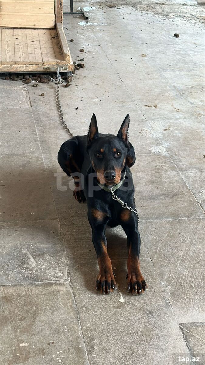 Doberman (2)