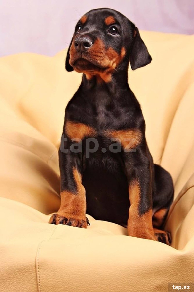 Doberman
