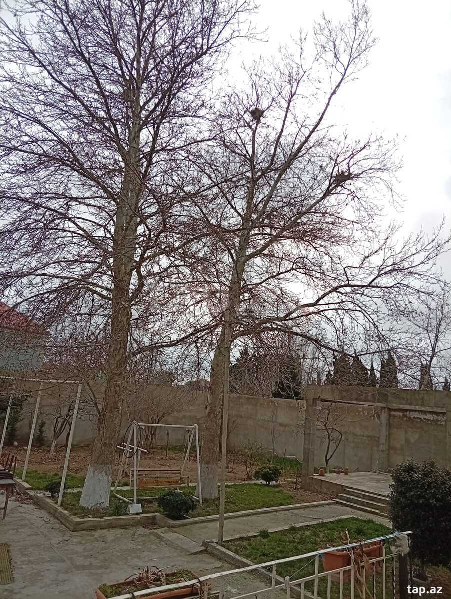 Bağ evi, Mərdəkan qəs. (31)