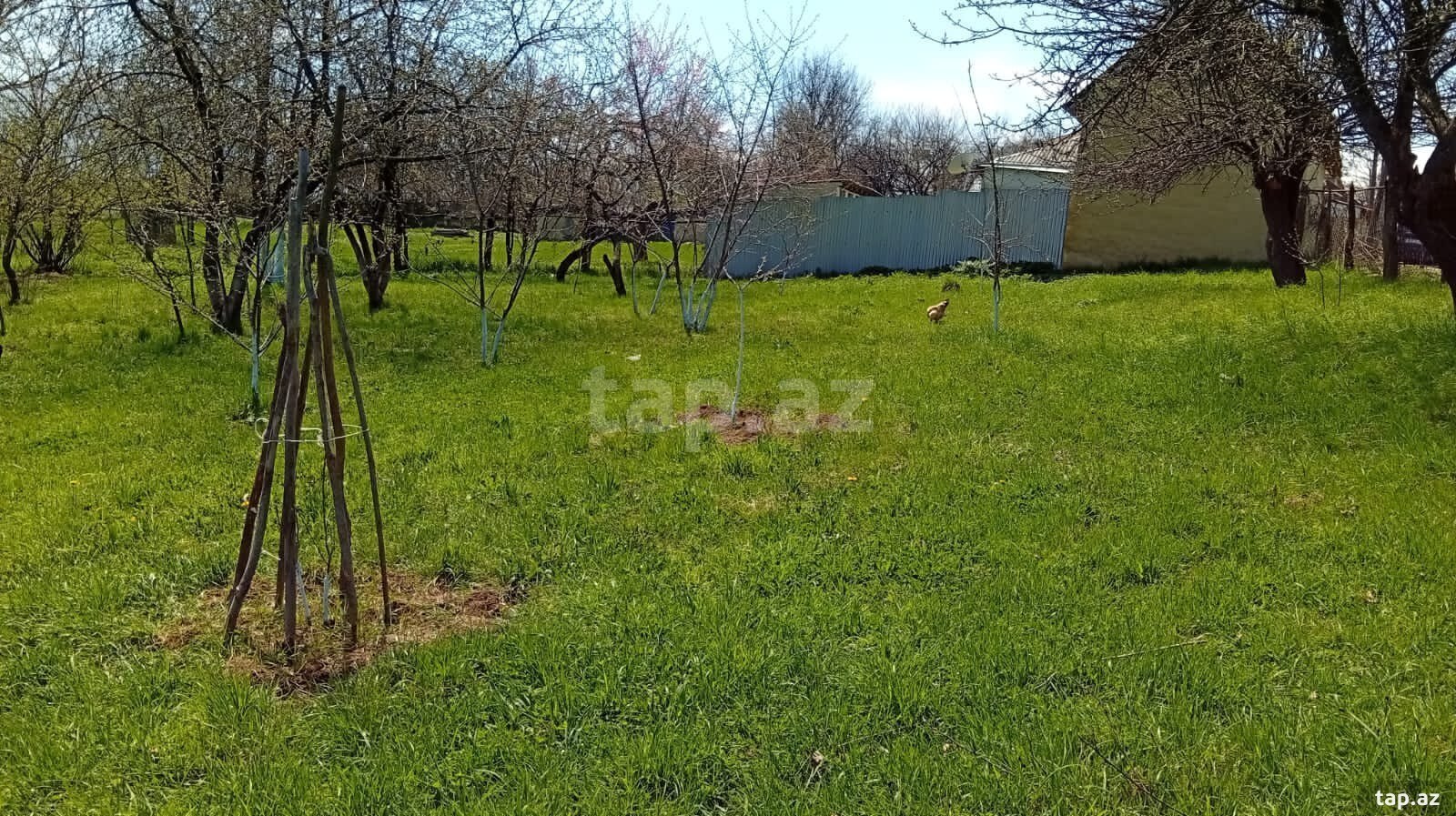 40 sot torpaq sahəsi, Quba r. (8)