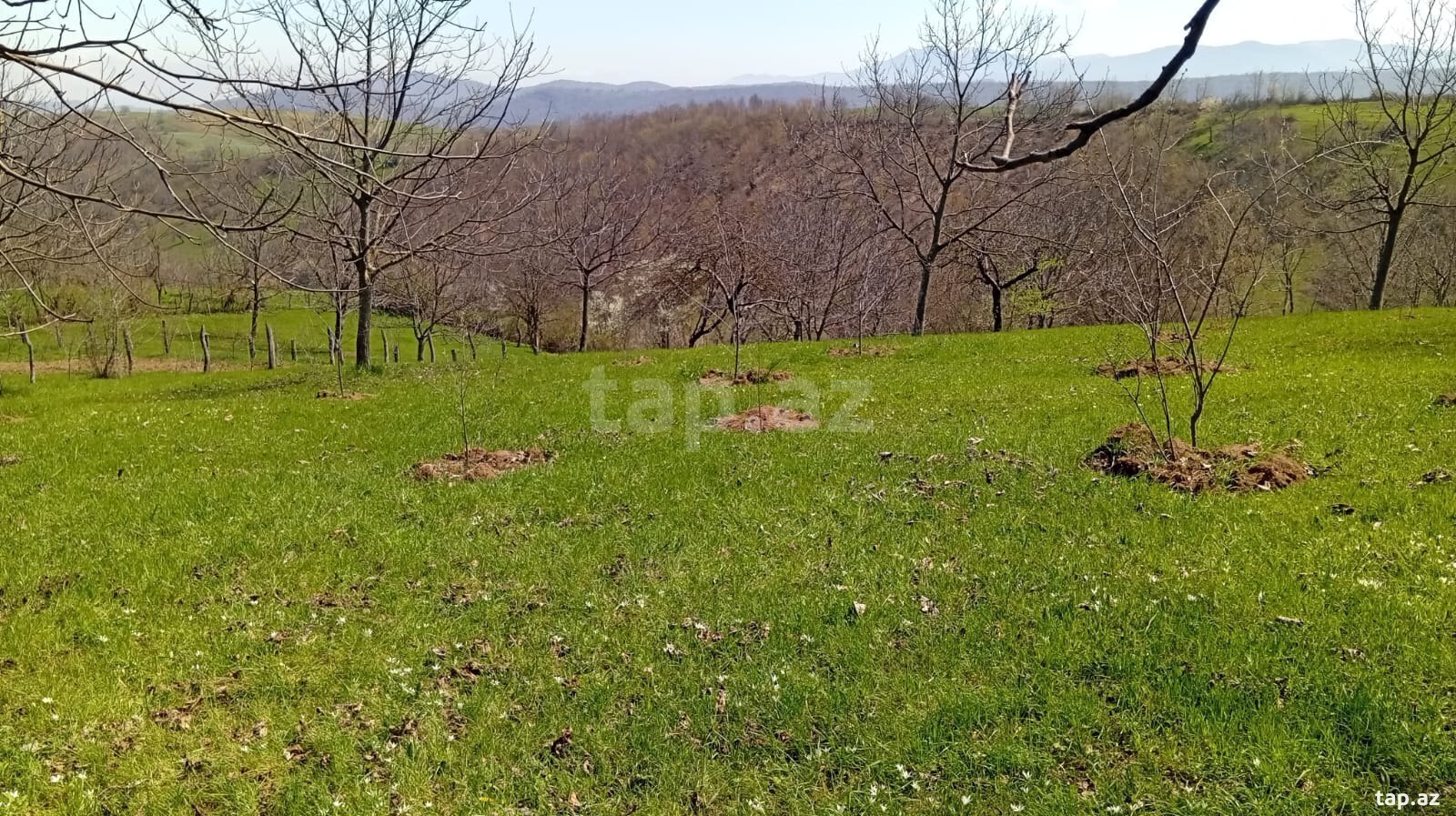 40 sot torpaq sahəsi, Quba r. (6)