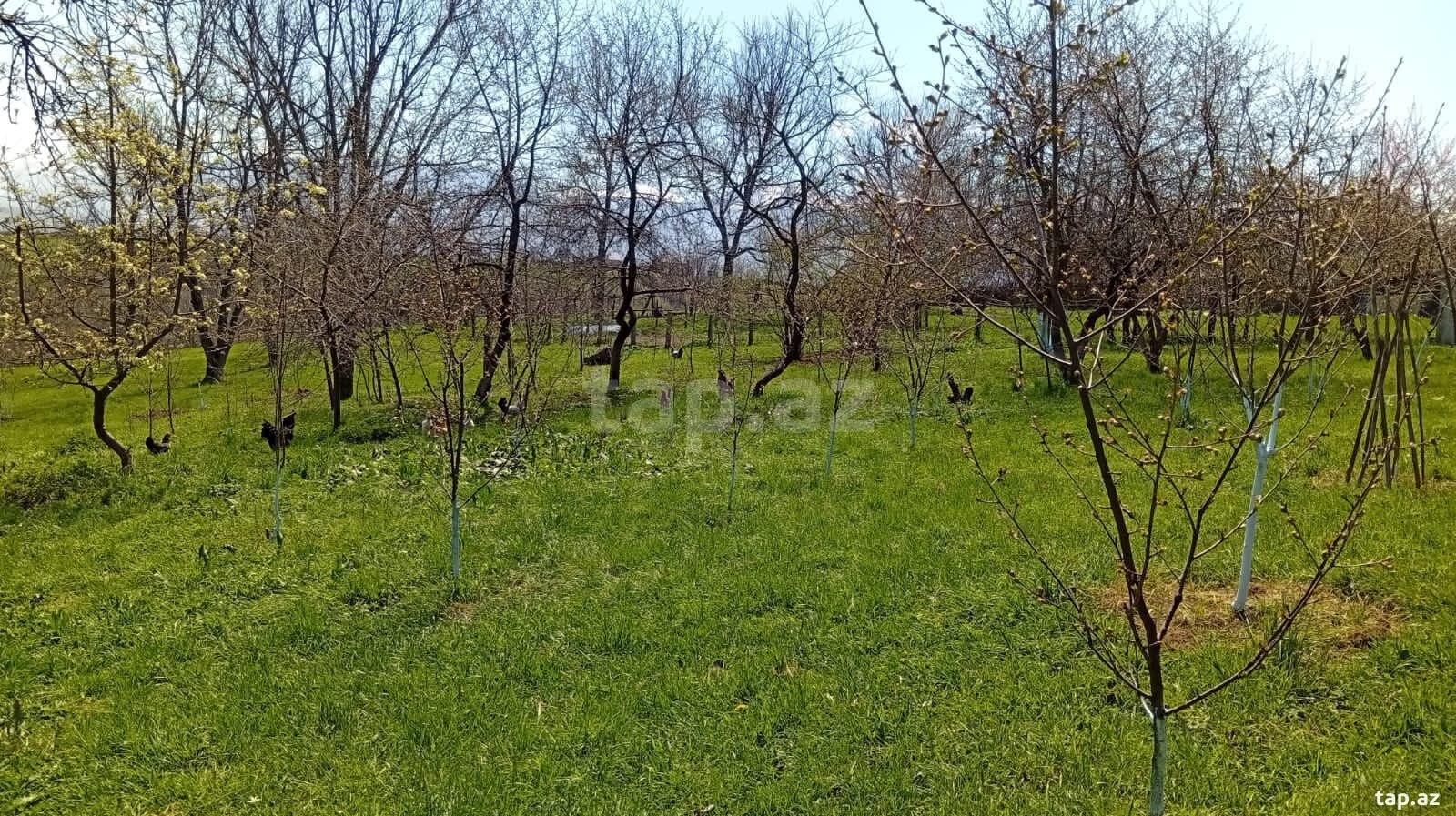 40 sot torpaq sahəsi, Quba r. (10)