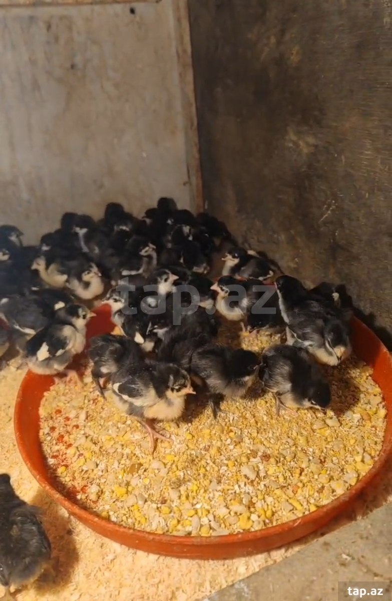 Avstralorp toyuqları yumurtası  (10)