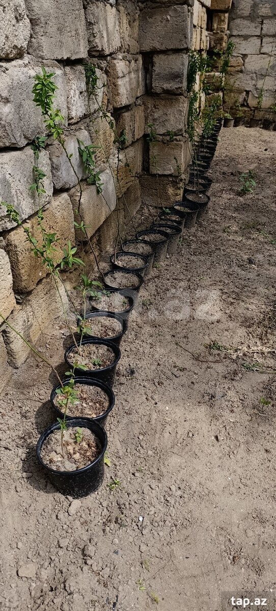 Badam ağacı  (3)
