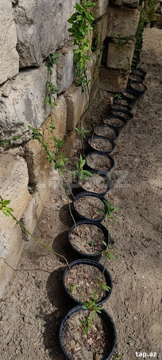 Badam ağacı  (4)