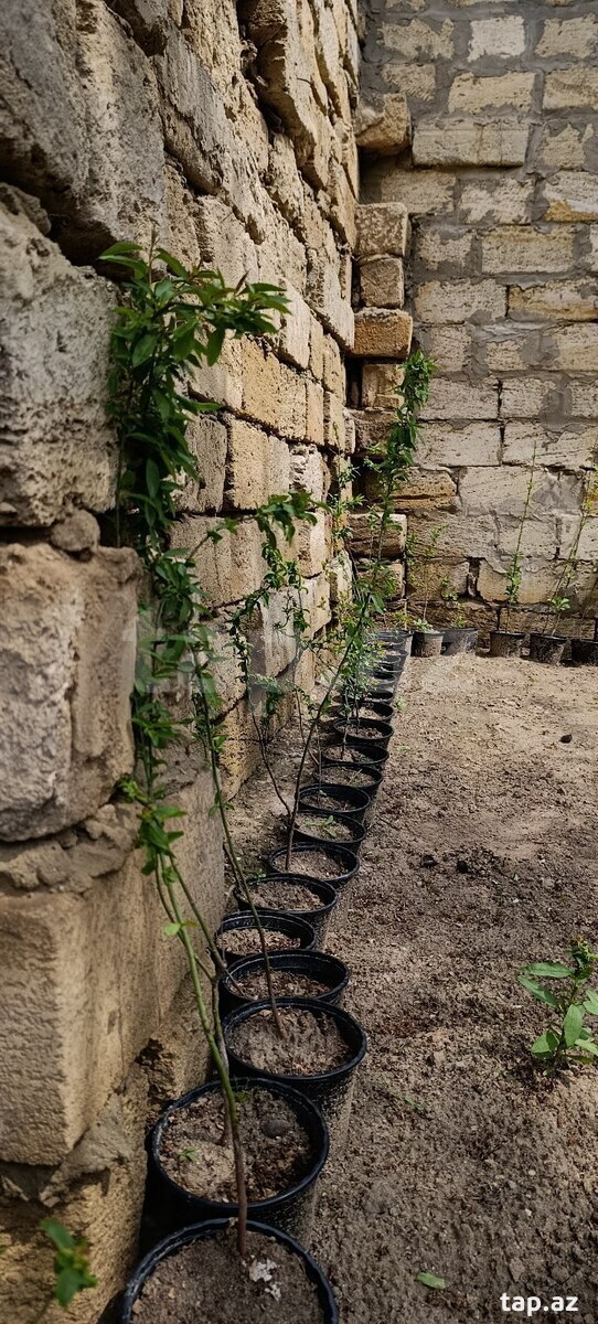 Badam ağacı  (5)
