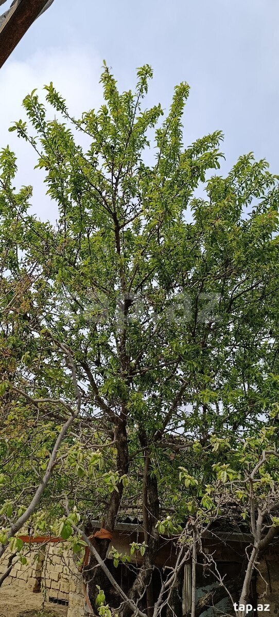 Badam ağacı  (8)