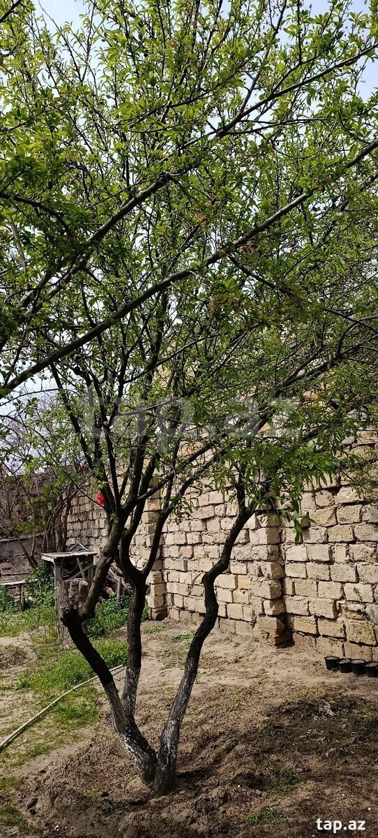 Badam ağacı 