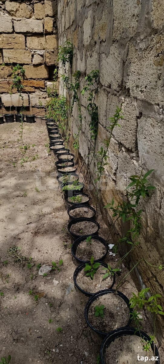 Badam ağacı  (6)