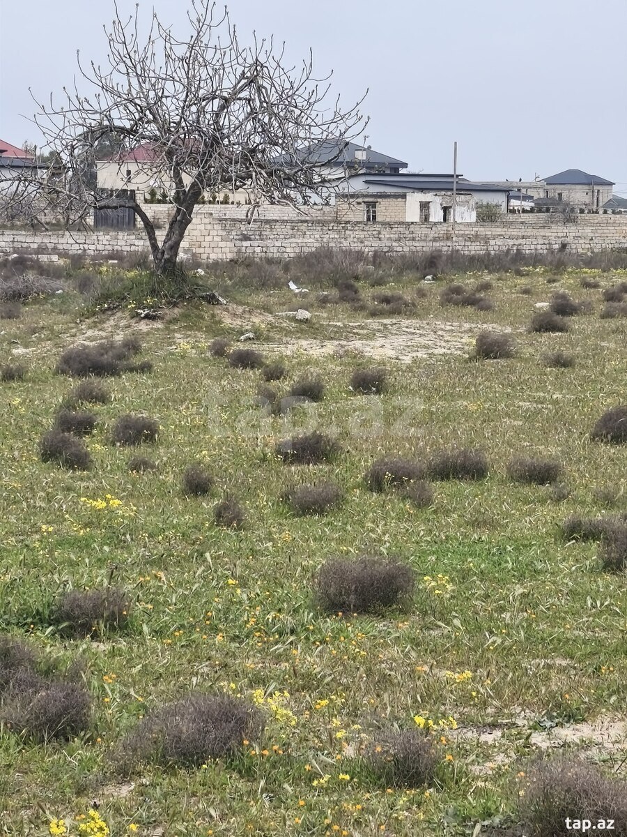 12 sot torpaq sahəsi, Ləhic bağları (2)