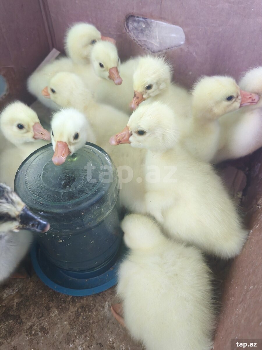 Qaz balası 3günlük mayalı