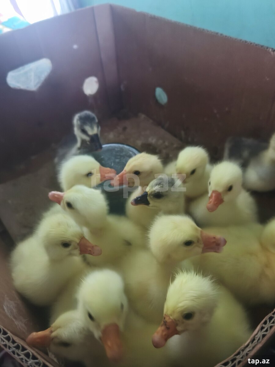 Qaz balası 3günlük mayalı (4)
