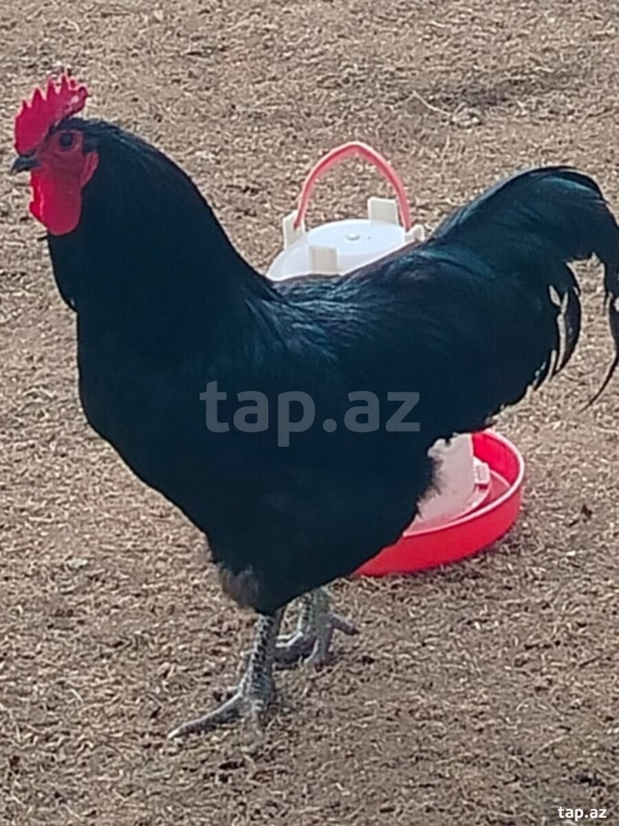 Avstralorp toyuğu yumurtası 