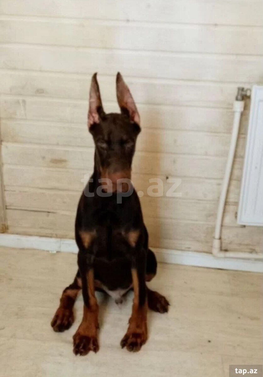 Doberman (2)