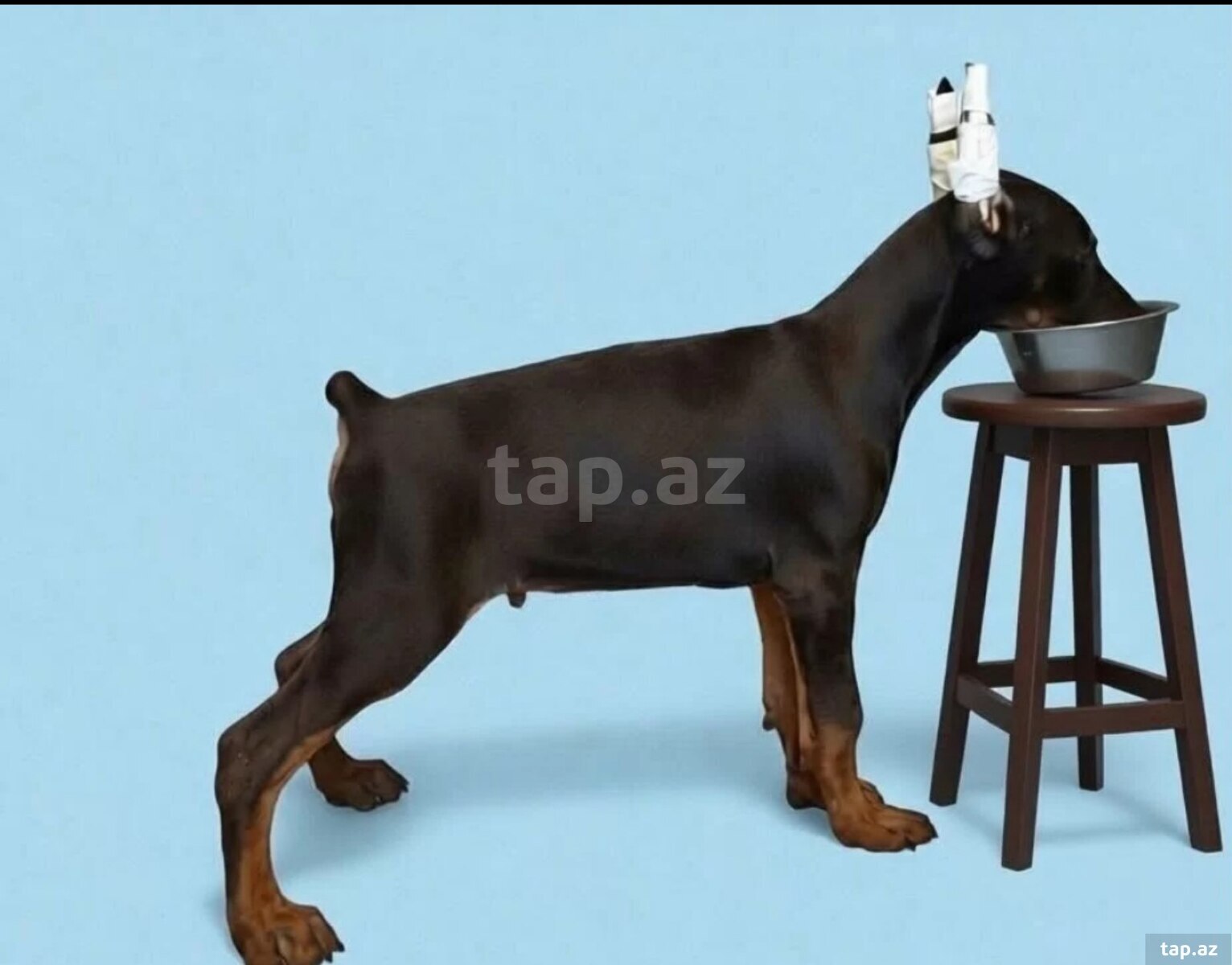 Doberman (4)