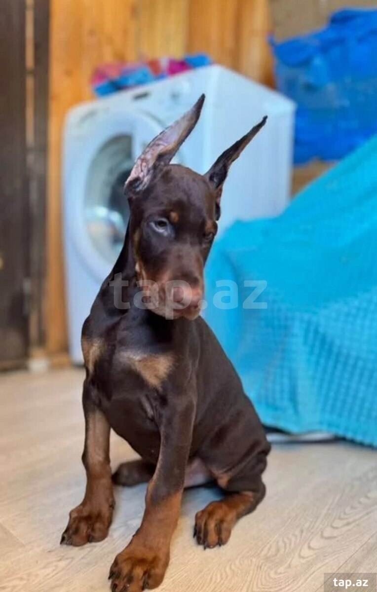 Doberman