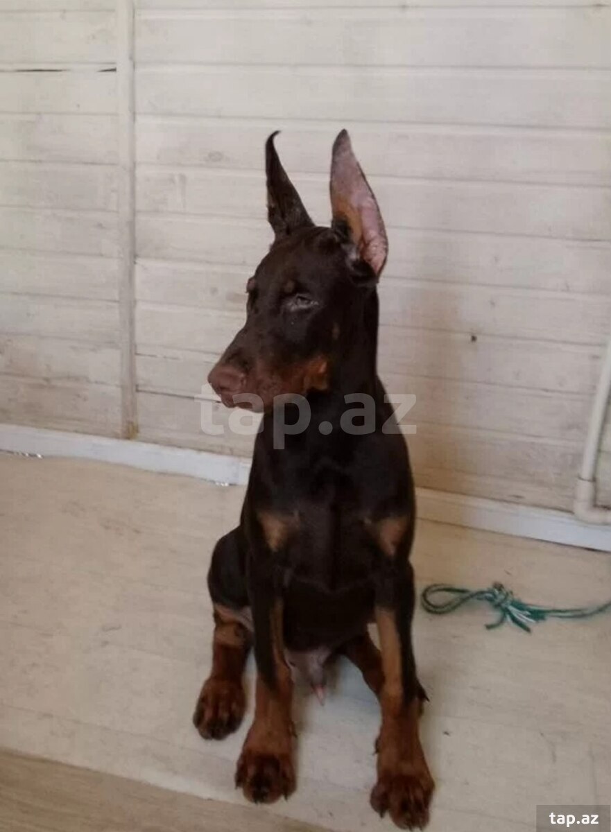 Doberman (5)