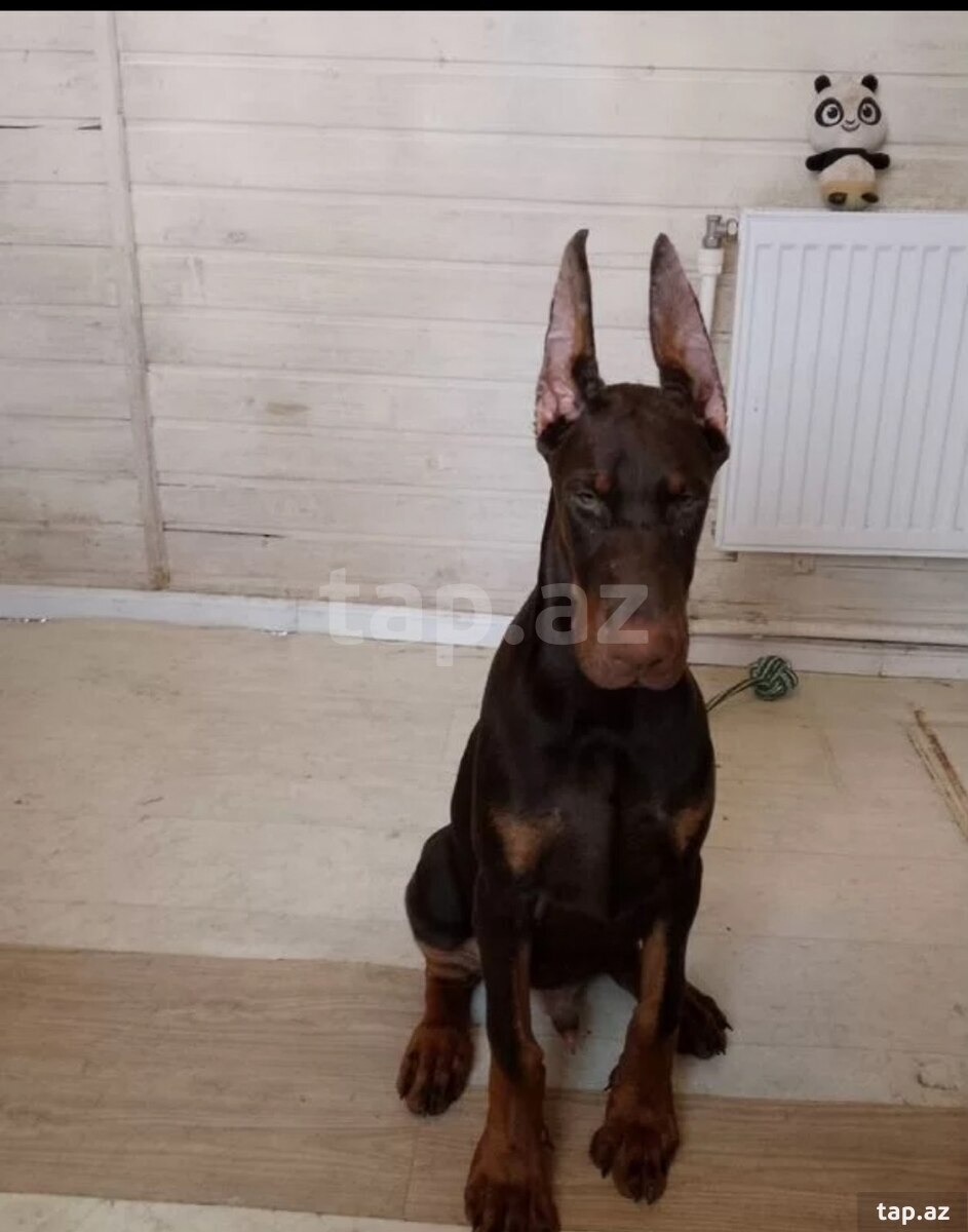 Doberman (6)