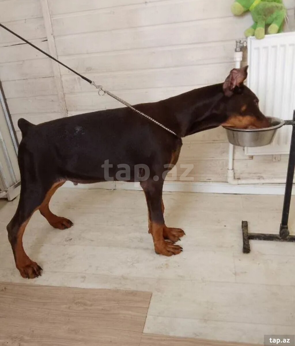 Doberman (3)