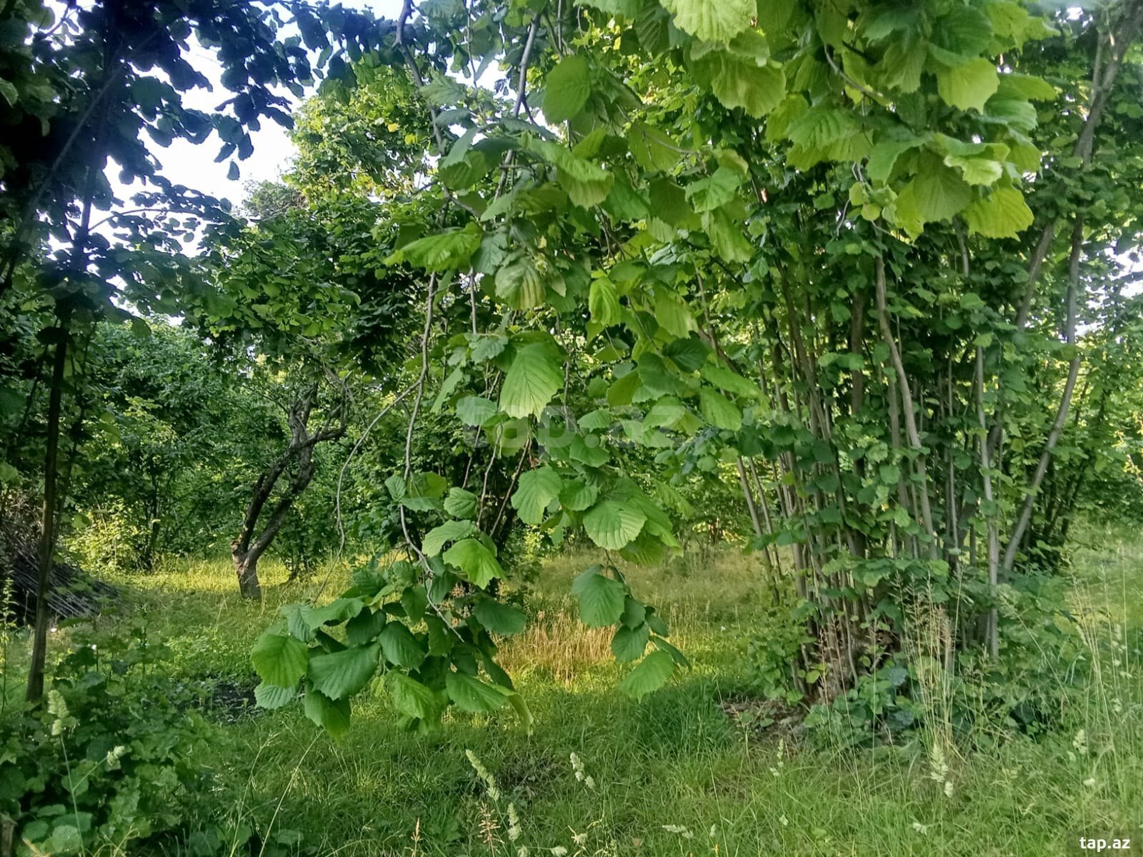 Həyət evi, Şəki ş. (27)