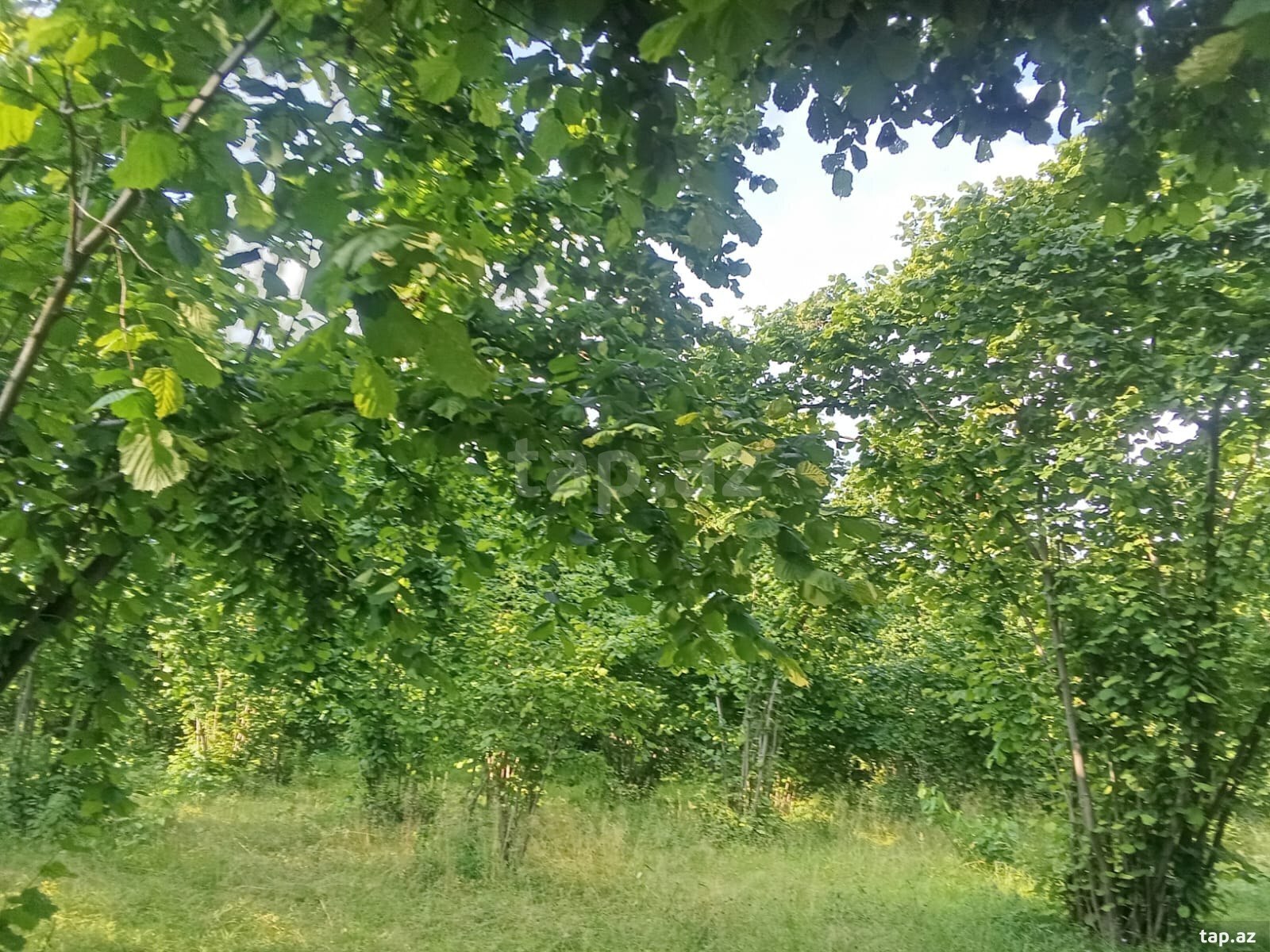 Həyət evi, Şəki ş. (30)