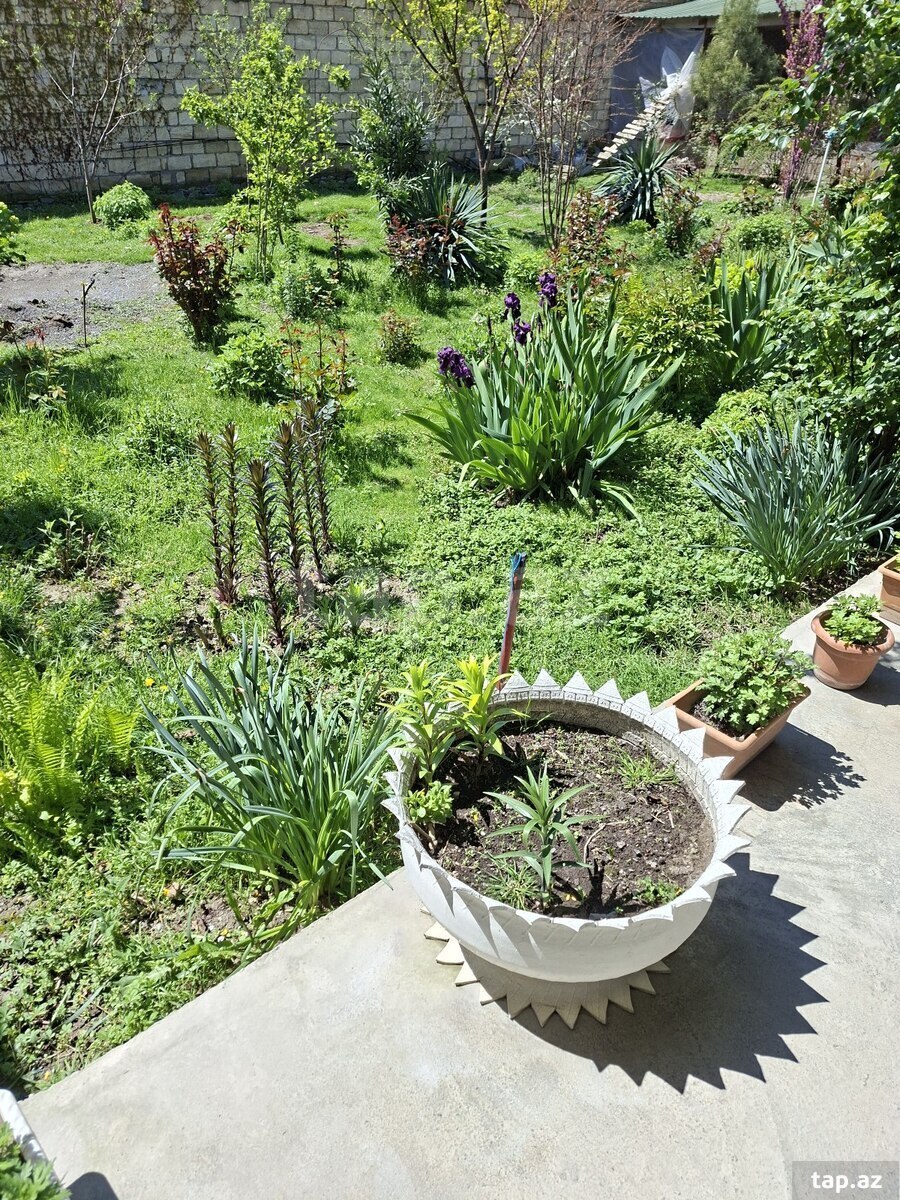 Həyət evi, Şəki r.